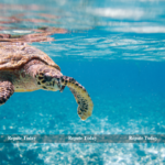 Sea Turtle