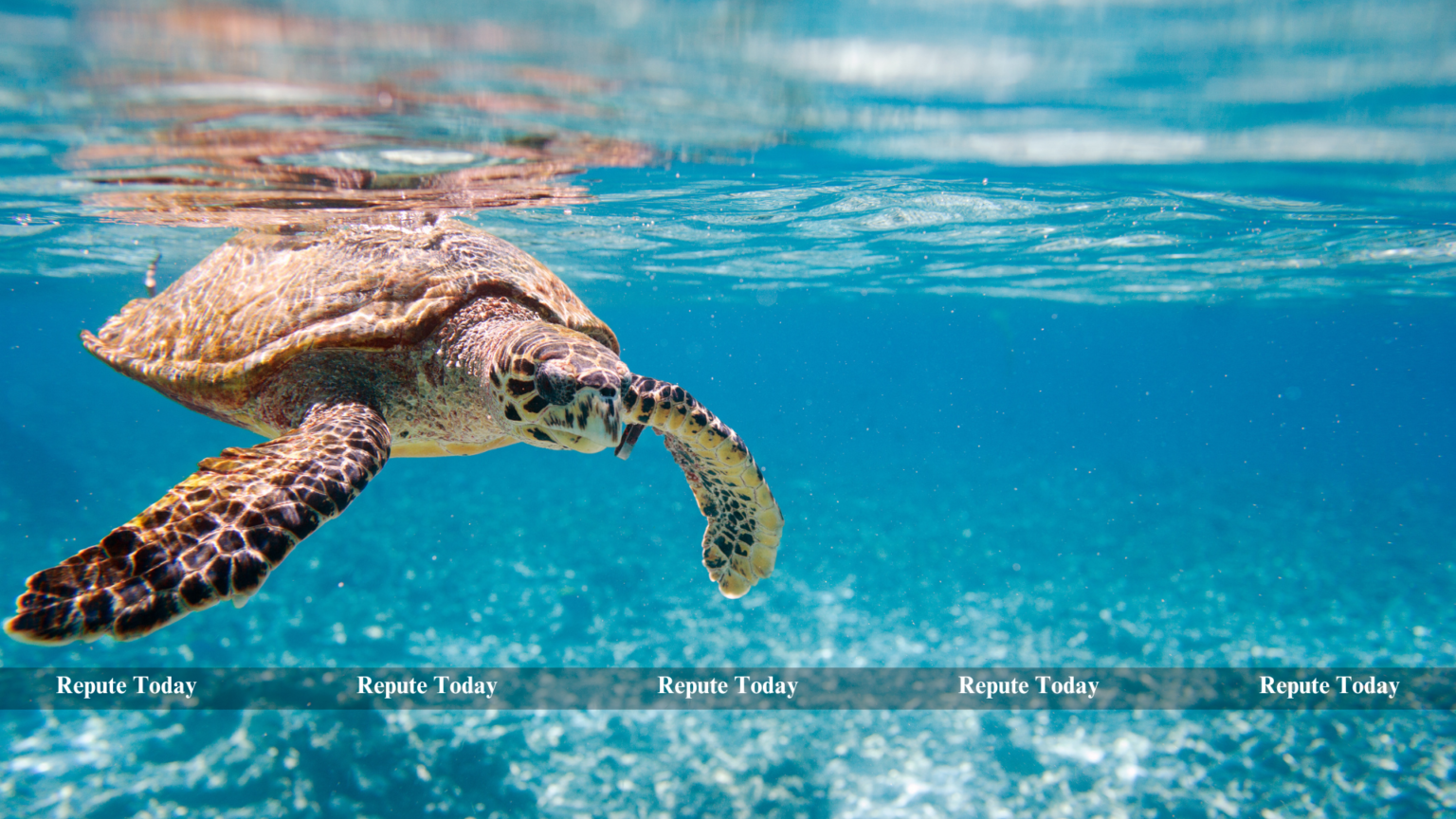 Sea Turtle